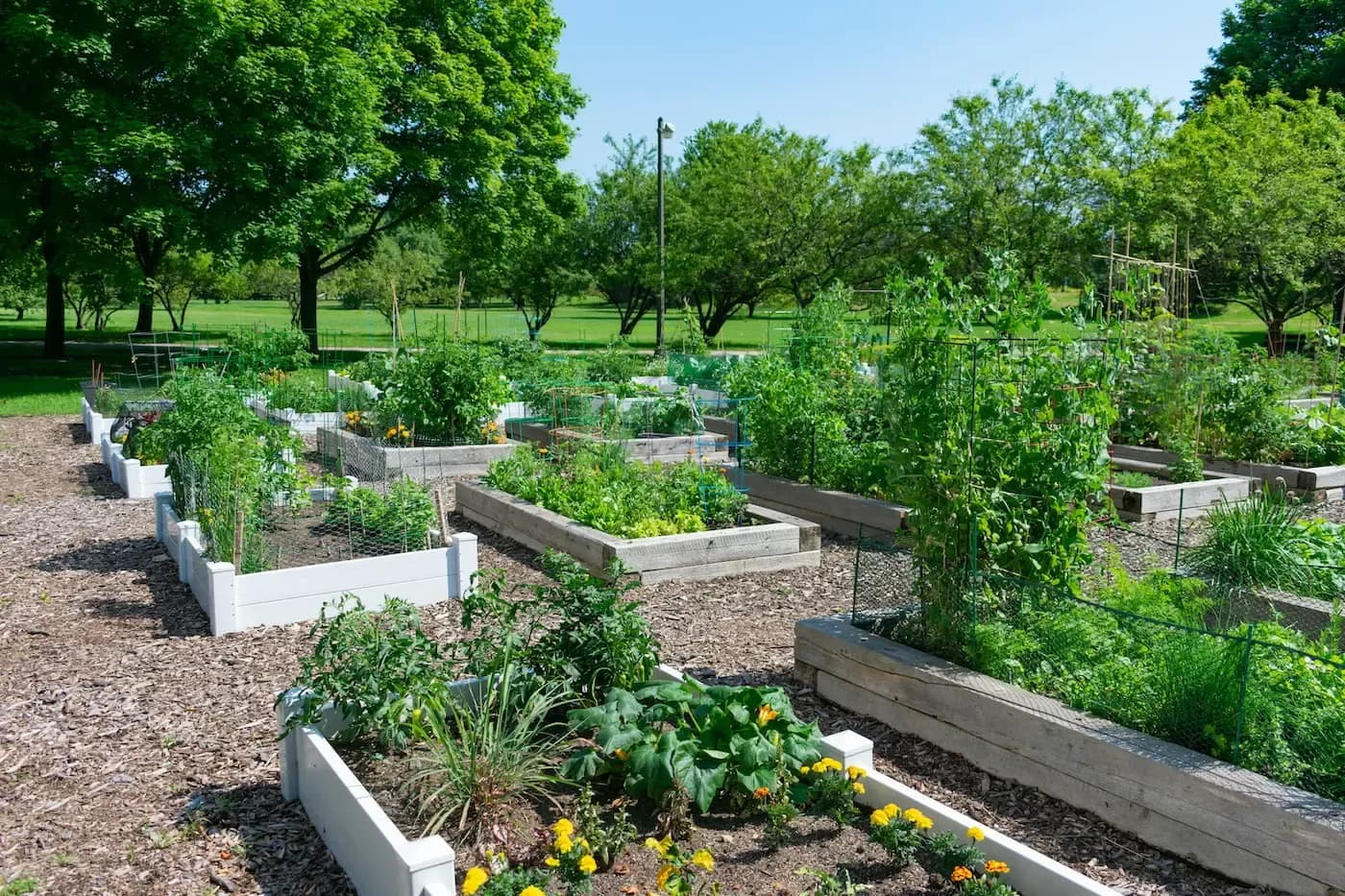 Raised garden beds with vegetables and flowers in a community garden setting with trees